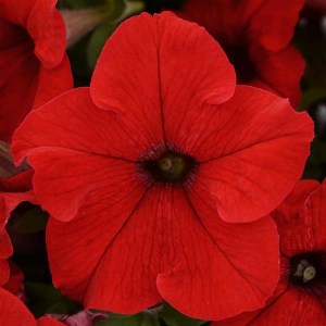 Ez-Rider Red